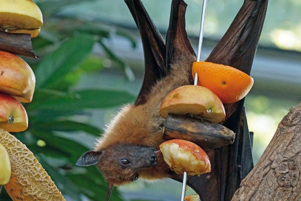 Moderne Tierhaltung im Zoo