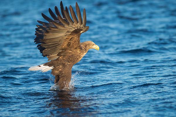 Seeadler beim Fischfang im norwegischen Fjord