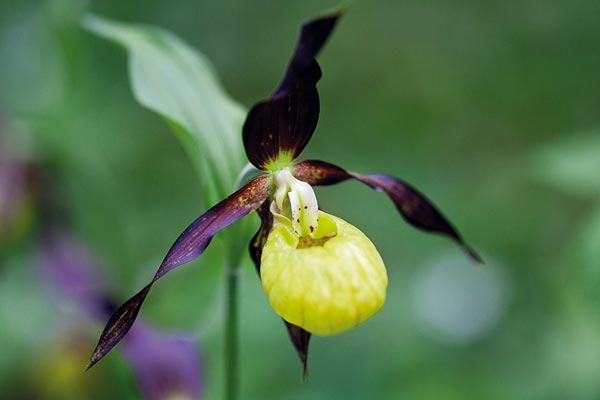 Wild wachsende Orchideen aus der Region